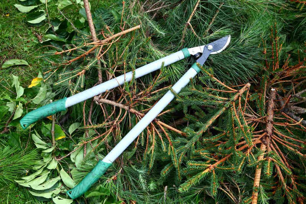 Pruning & Trimming