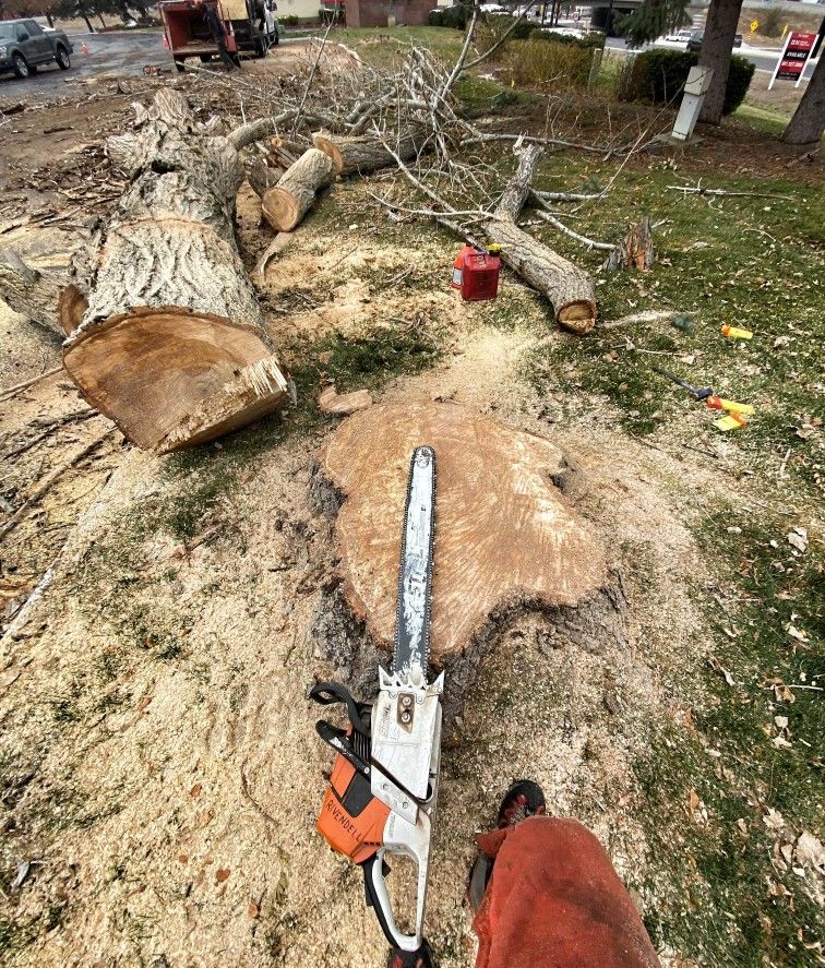 Tree Removal